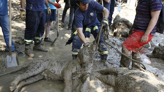 Un equipo recoge el cadáver de un tigre escapado.