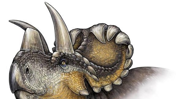 Una ilustración de reconstrucción de la especie Wendiceratops.