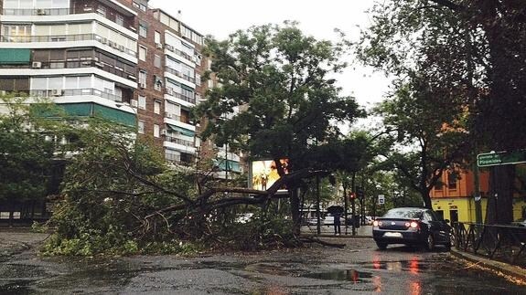 Un árbol se ha caido en la plaza de Francisco Morano, como consecuencia del fuerte viento y la tromba de agua que ha caido sobre Madrid. 