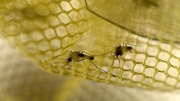 Mosquitos Aedes Aegypt, transmisores del virus zika.