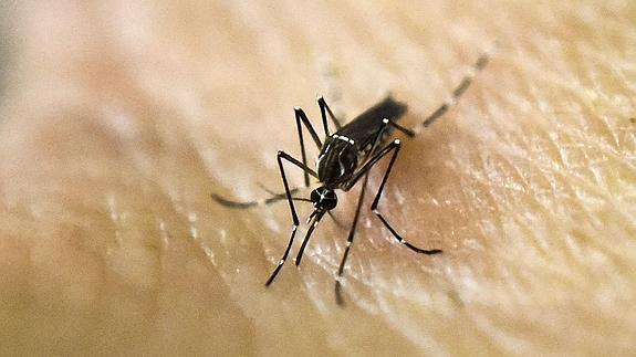 Virus Aedes Aegypti, transmisor del virus zika.