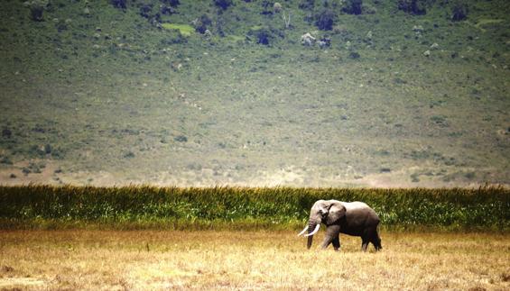 Elefante en un paraje natural del norte de Tanzania.