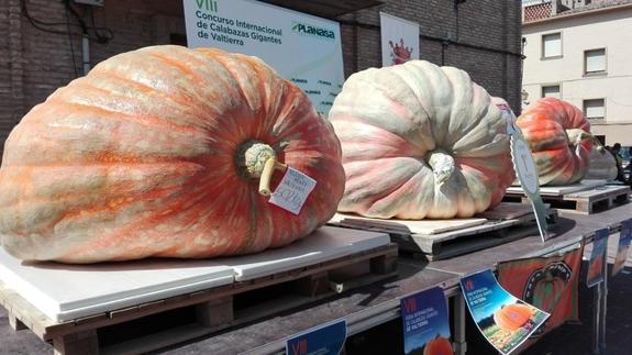 Concurso de calabazas gigantes en Valtierra (Navarra).