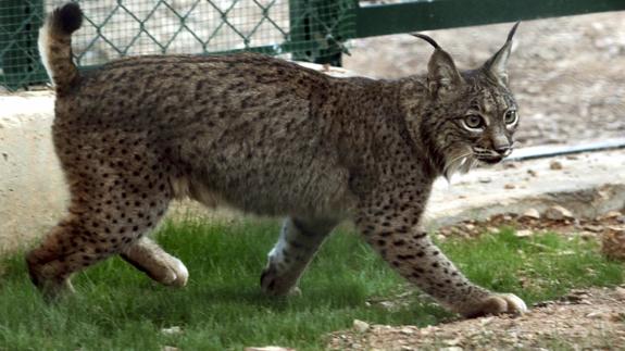 Un ejemplar de lince ibérico.