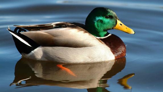 Un pato en el agua.