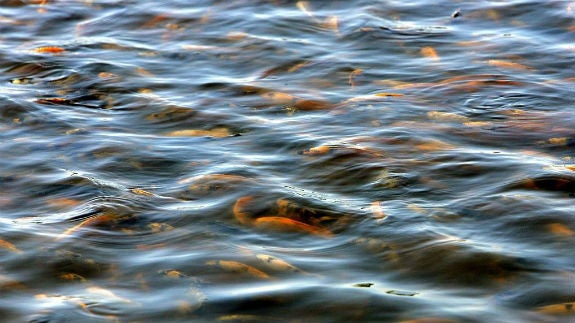 Piscifactoría con panga.