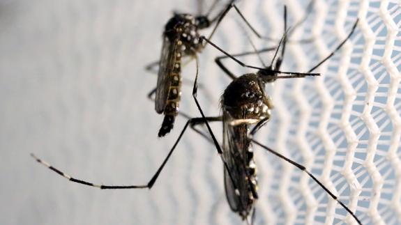 Dos mosquitos 'Aedes aegypti', especie portadora de Zika.