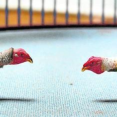 Dos gallos de pelea se miran fijamente antes de iniciar una pelea en Fuierteventura.