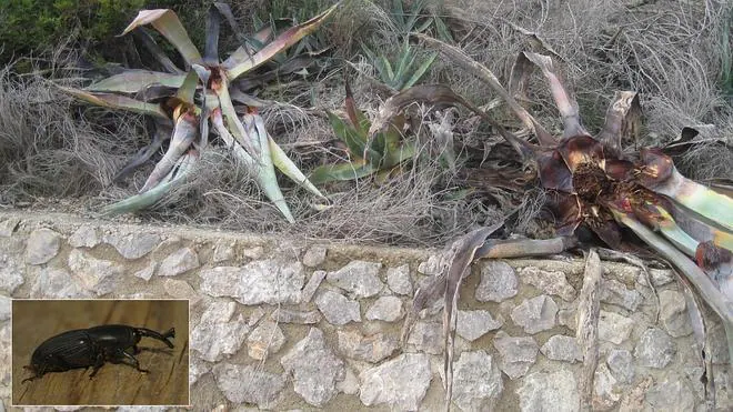 Localizan en Cullera los primeros ejemplares de picudo negro, que ataca piteras y aloes