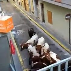 Los toros antes de producirse el ataque.