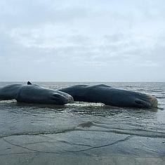 Dos de las ballenas encontradas en playas próximas a Skegness.