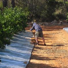 Un operario fija con paladas de tierra una de las láminas de plástico reflectante en una finca de cítricos de La Safor. :: V. LLadró