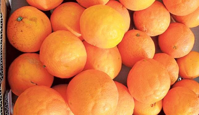 Otro año  de naranjas  con 'clareta'