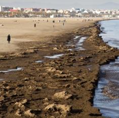 La orilla de la playa de la ciudad de Valencia, repleta de algas y otros restos, ayer. :: damián torres