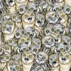 ¿Puedes ver al gato?