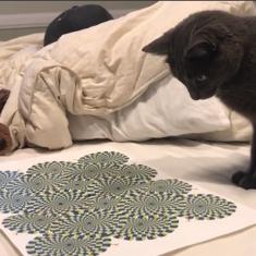 El efecto óptico que intriga a un gato