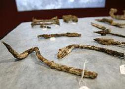 La memoria íbera de Moixent