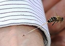 Una increíble fotografía inmortaliza la picadura de una abeja