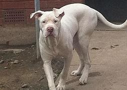 Uno de los perros, de la raza American Bulldog, que protagonizaron el ataque. / DailyMail