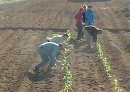 Labores de plantación en el huerto. / R. F.