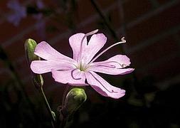 Hallan en Moraira una nueva población de Silene de Ifach, en peligro de extinción
