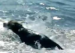 La creación de una playa para perros enfrenta a los vecinos del Campello