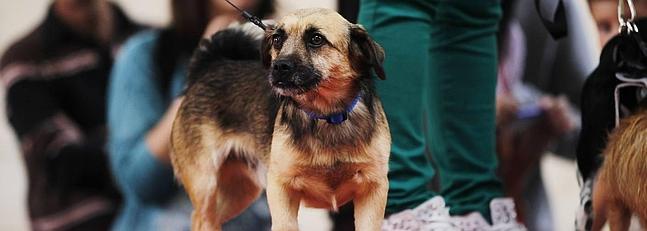 Fallas 2014: ¿Cómo hacer que tu perro supere el miedo a los petardos?