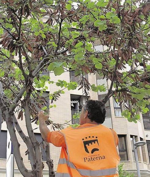 Un técnico coloca una caja con chinches para combatir la plaga del pulgón