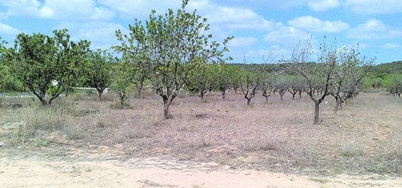  Almendros. Los de la derecha, muertos de sed; los de la izquierda resisten porque 'beben' algo de un canal. 