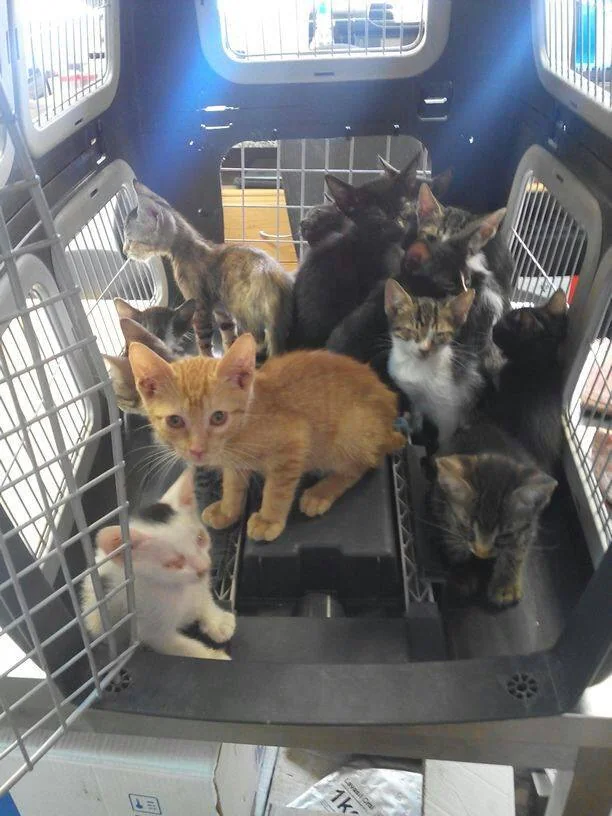 Algunos de los gatos sacados de la planta baja, en una imagen del Facebook de Modepran