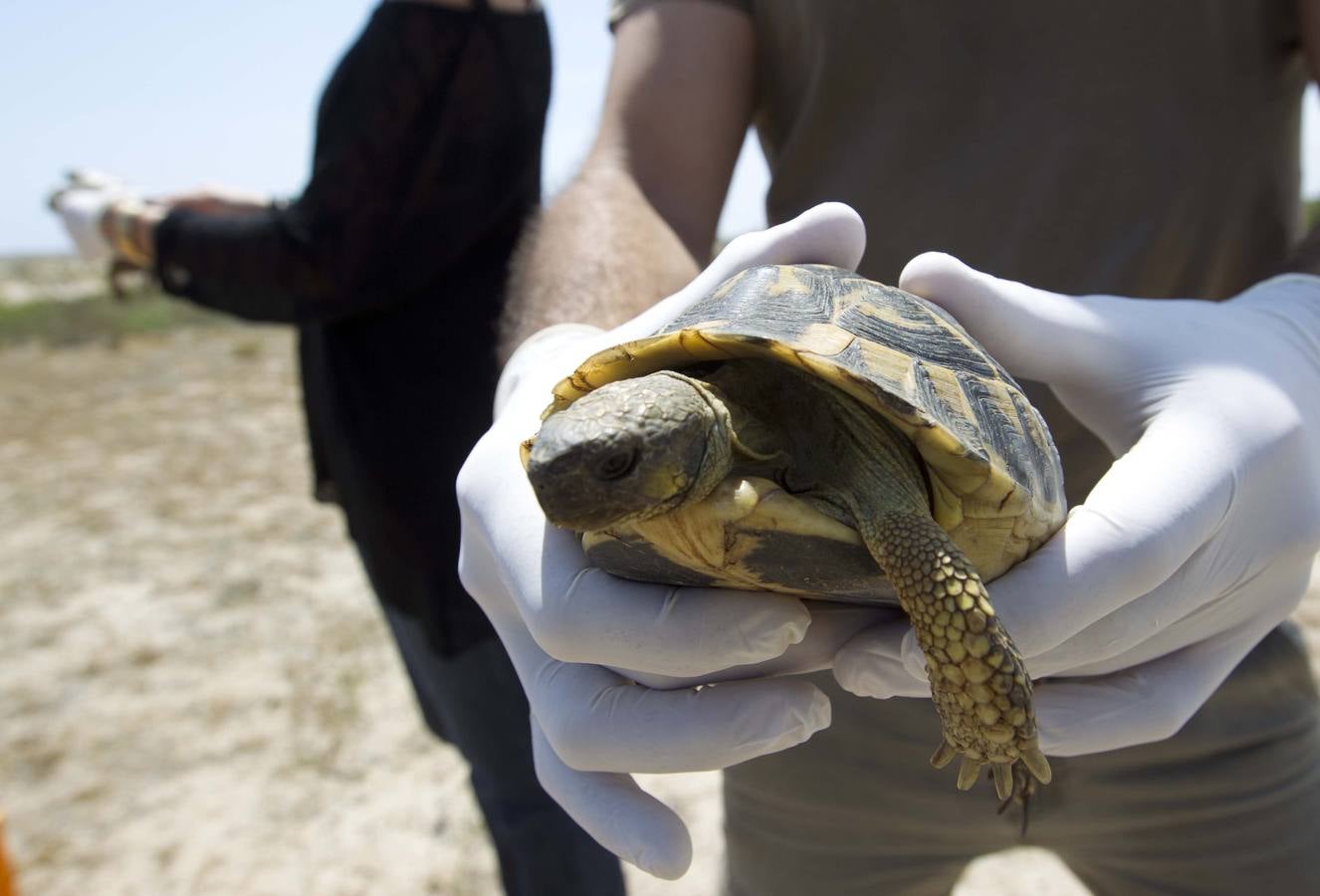 Reintroducen 50 ejemplares de tortuga mediterránea en El Saler