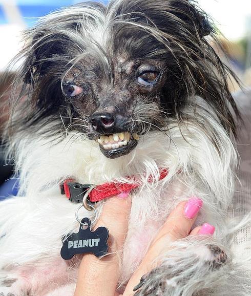 Peanut, durante la competición por alzarse con el galardón al perro más feo del mundo, en California.AFP