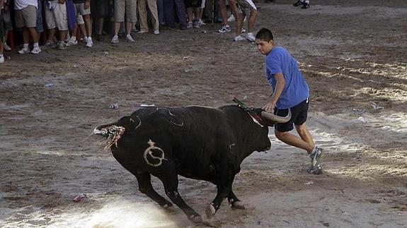 Bous al carrer en Burriana. 