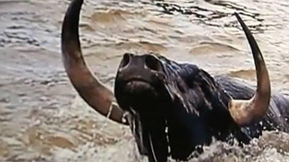 Una imagen de la exposición 'El toro sin barreras'.