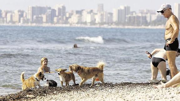 Recogen firmas para que los perros puedan entrar en las playas valencianas