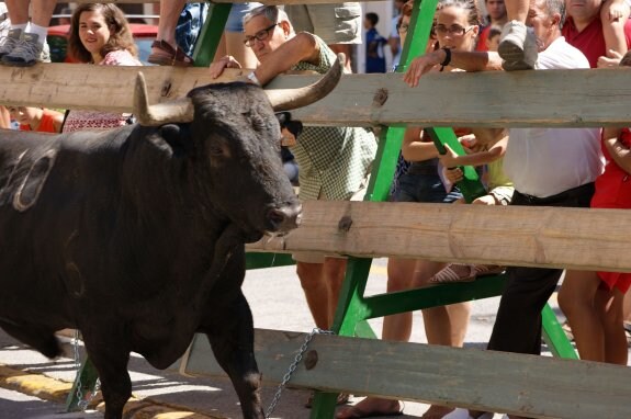 Celebración de los bous al carrer en la pasada edición festiva de Tavernes. :: lp