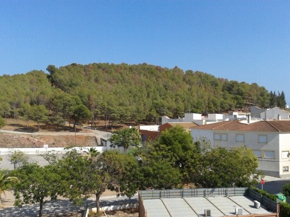 Decenas de árboles atacados por el insecto se aprecian en el paisaje de la montaña de La Patà de El Puig. :: lp