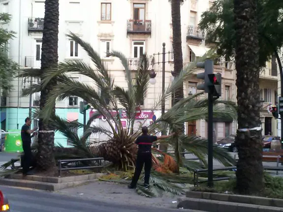 Intervención de los Bomberos, tras la caída de la palmera en Reino de Valencia el pasado sábado. :: lp