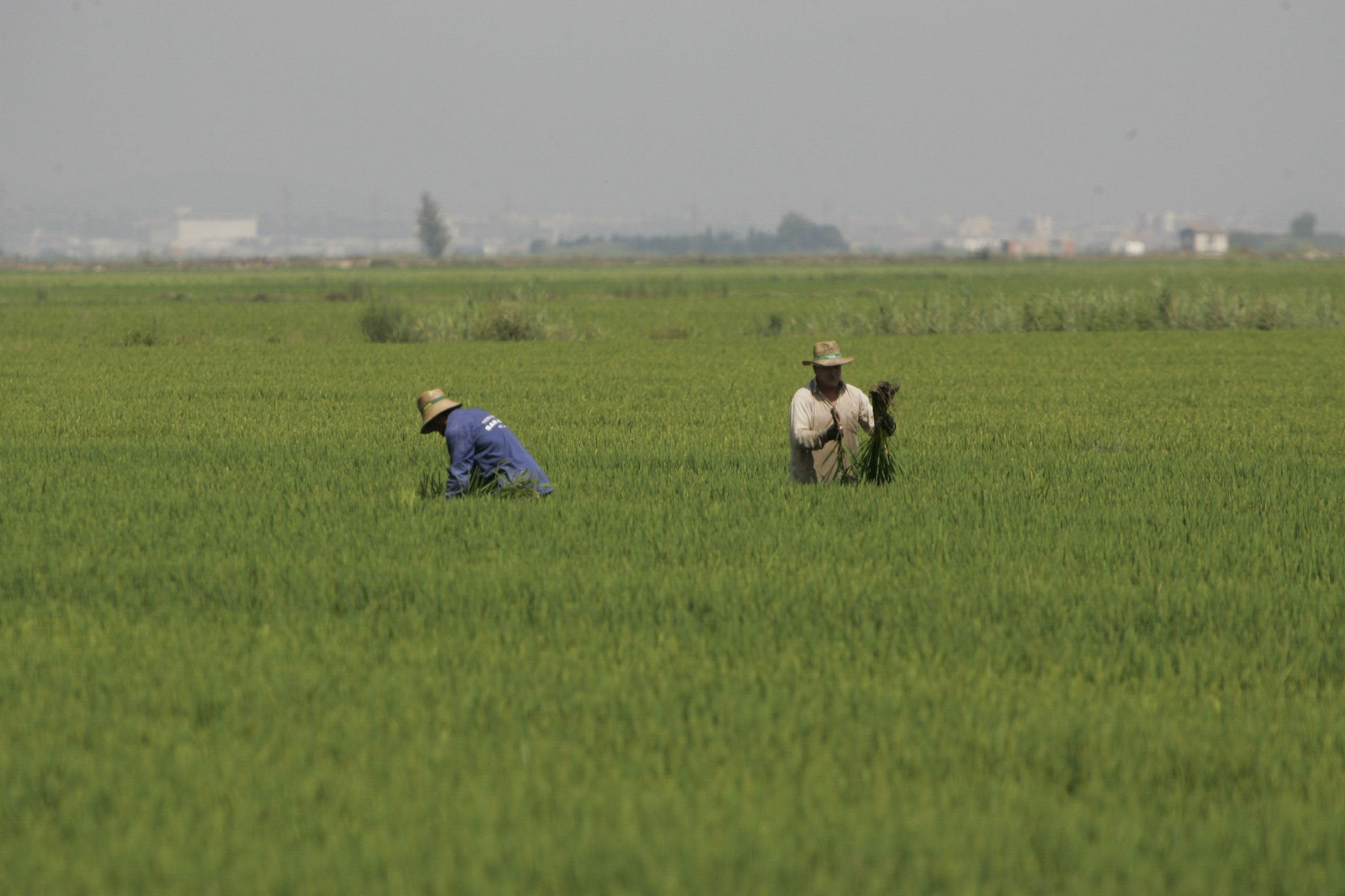 Agricultores en un campo de arroz de l'Albufera.