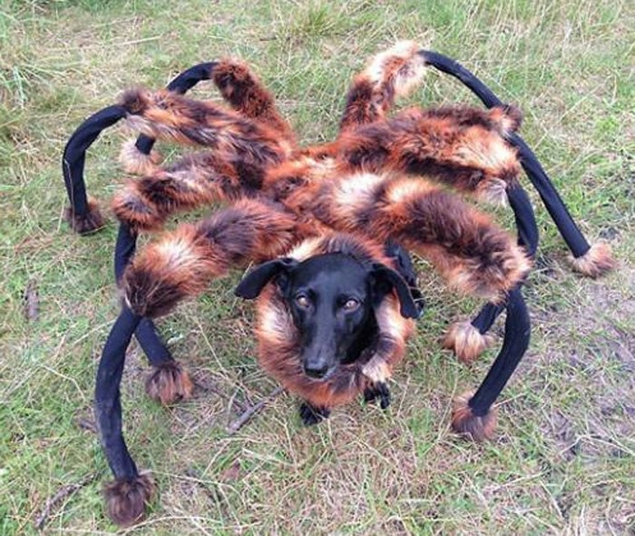 Un perro disfrazado de araña mutante aterroriza a los individuos.