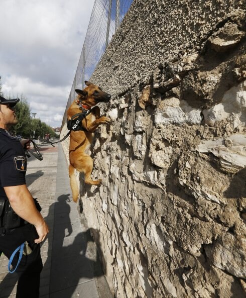Urko, ayer, rastreando una pared en busca de droga.