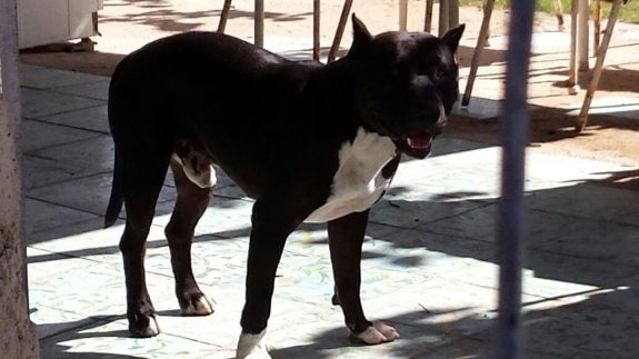 Un policía abate a un pitbull de un tiro en la cabeza para evitar un ataque