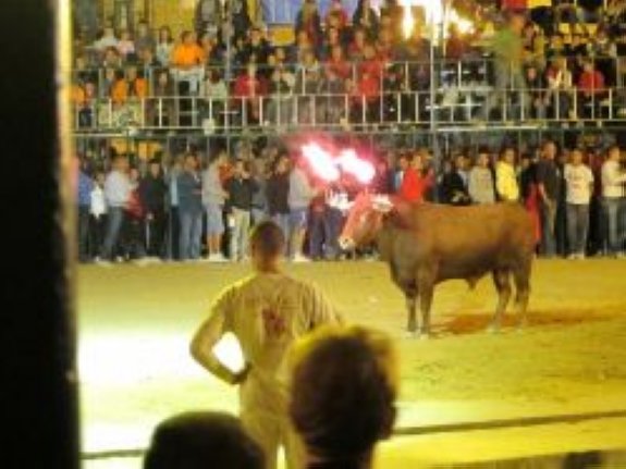 Un toro embolado de la semana taurina de Llíria. :: lp