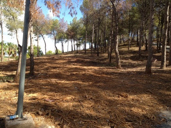 Estado en el que se encuentra la pinada de la principal montaña de El Puig. :: lp