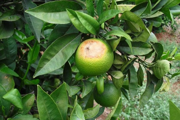 Naranja 'planchada' por el sol. 