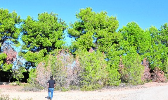 El técnico forestal, junto a varios ejemplares afectados por tomicus. :: m. c.