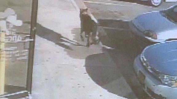 Un perro da la vida por su familia