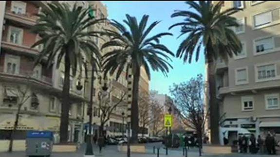 Las palmeras centenarias junto a la plaza de España. 