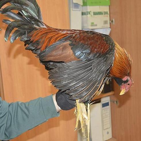 Uno de los gallos utilizados en las peleas ilegales. 