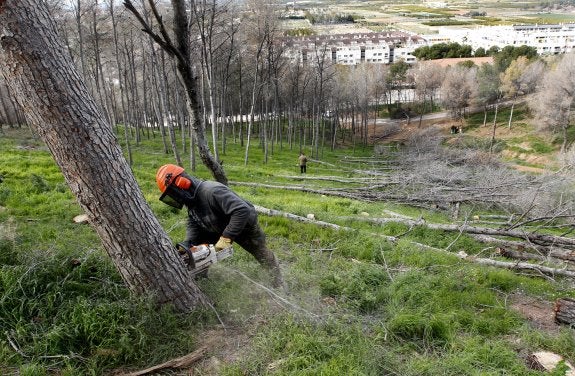 Un operario con la motosierra tala un árbol en la montaña de El Puig. :: jesús signes